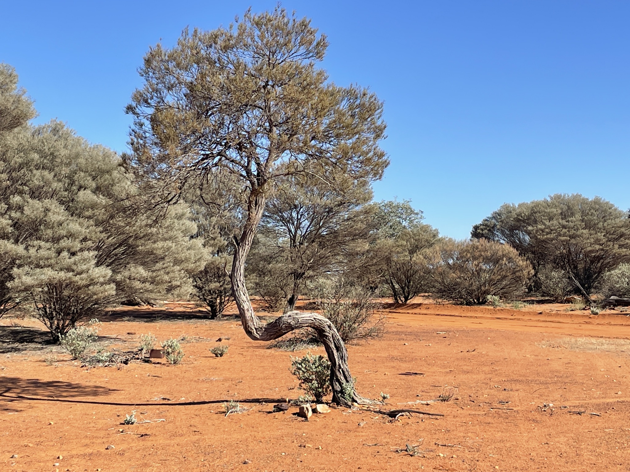The Bent Tree