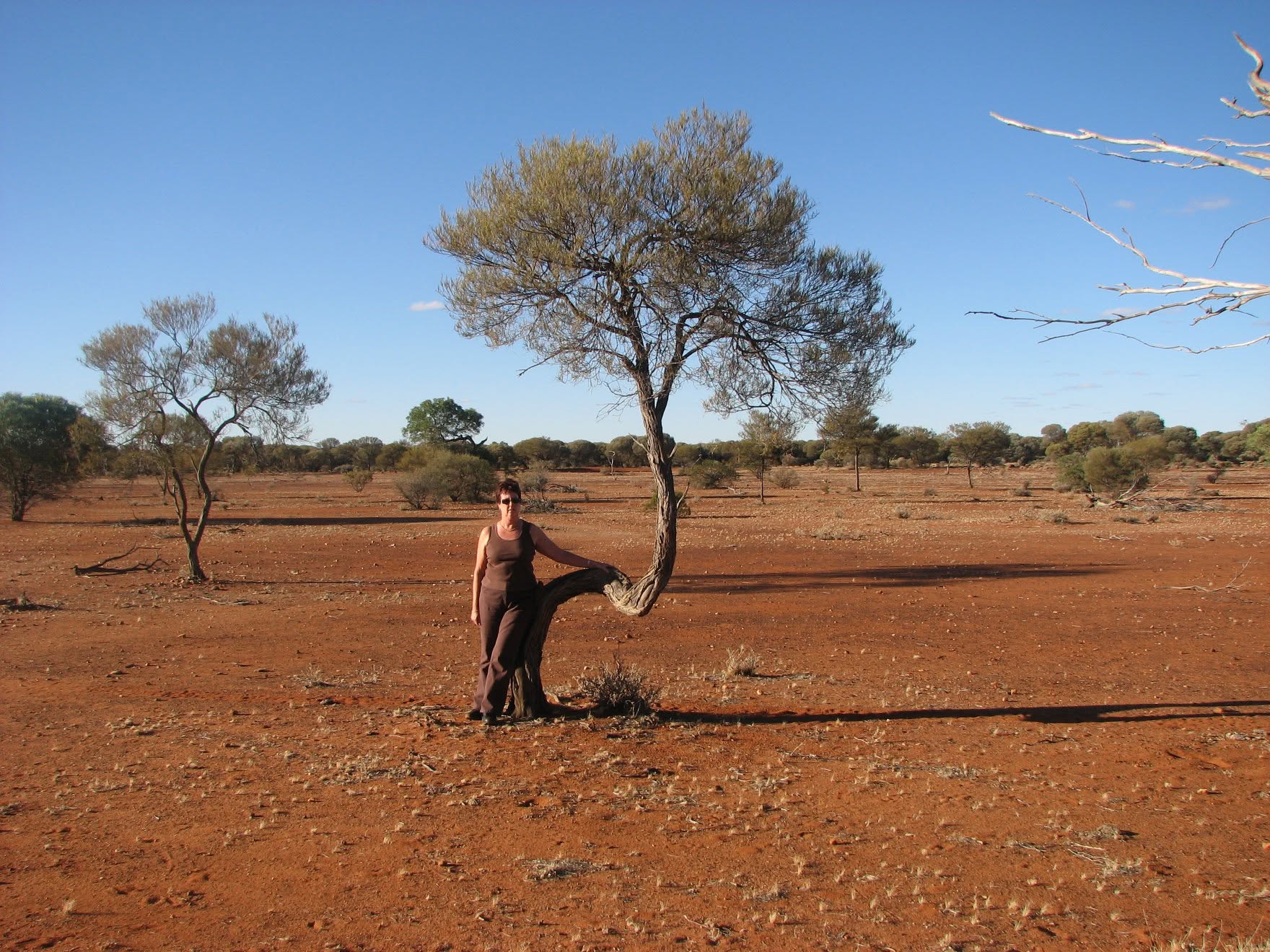 Bent Tree – 2007