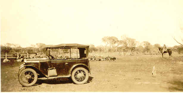 Life at Thundelarra - sheep, dogs, horse and rider, car