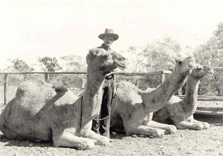 Scenes of the Thundelarra Stables yards camels and horses