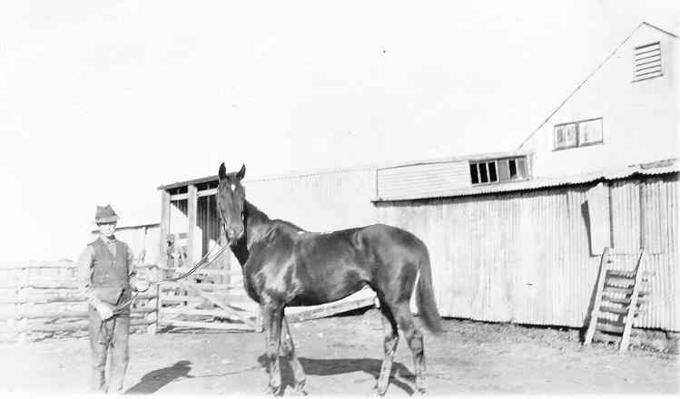 Scenes of the Thundelarra Stables yards camels and horses
