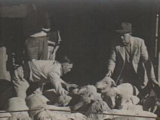 Duncan on left penning sheep