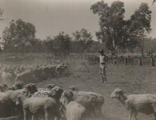 Duncan counting sheep
